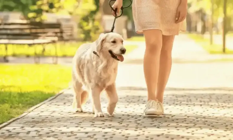 Quem tem lesão no menisco pode fazer caminhada