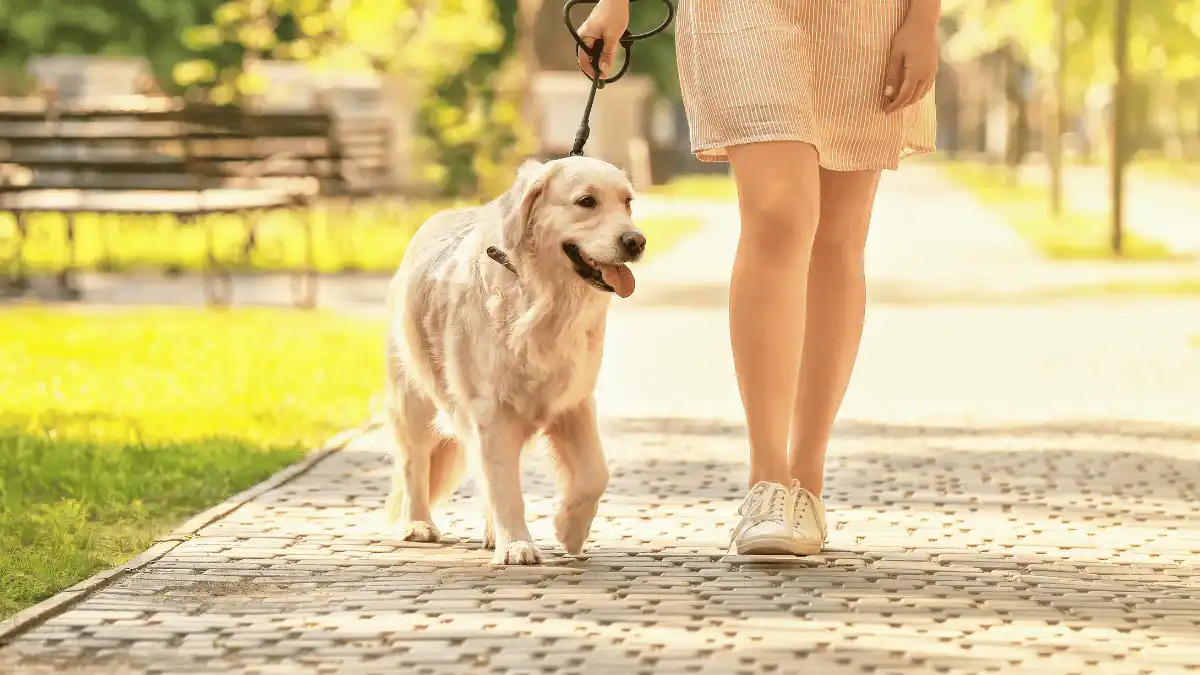 Quem tem lesão no menisco pode fazer caminhada